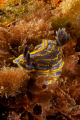 Nudibranch (Hypselodoris cantabrica) shot at Leven's wreck using Canon EOS 300D in Nimar housing, Sigma 50mm macro and Ikelite MV and Nikonos SB-105 strobes. 